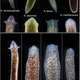 Image for article titled Biologists Coax Worms Into Growing New Kinds of Heads
